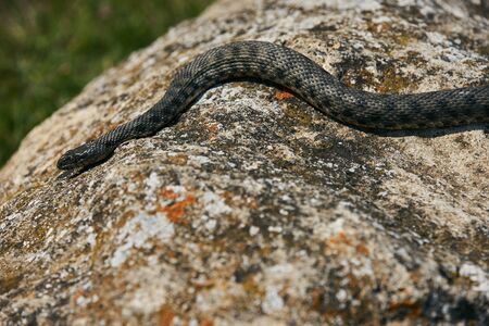 Close up of Big european Non venomous adder snake basking on a mountain road on a sunny warm spring day.の写真素材