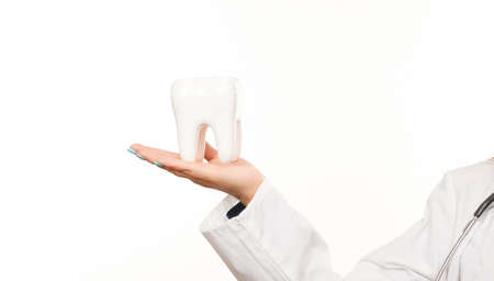 Female doctor hand holding white healthy human tooth model isolated on white background. Oral dental hygiene. Teeth Whitening. Dental health Concept. Oral Care, teeth restoration.の写真素材