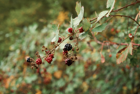 Blackberries fruit bunch in the forest, fresh juicy wild forest berries, close-upの写真素材