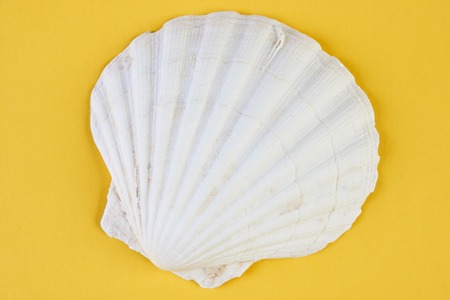 Close up of ocean shellfish sea shell