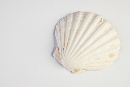 Close up of ocean shellfish sea shellの写真素材
