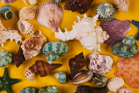 Close-up of a composition of exotic sea shellsの写真素材