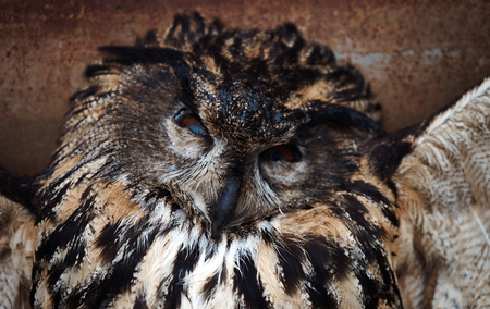 Close-up of great horned old owlの写真素材