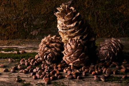 Pine cones and dry cedar pine nuts on old wooden covered with moss background, close-upの写真素材