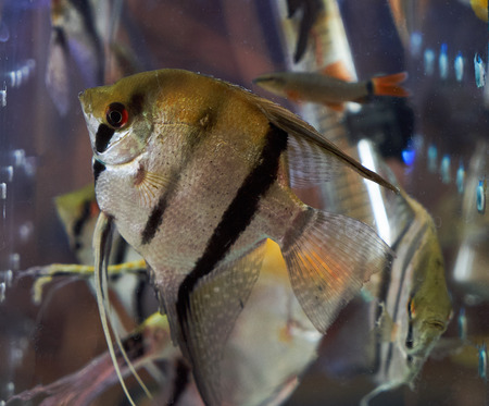 Swimming colorful aquarium fishes background, close-up. nature