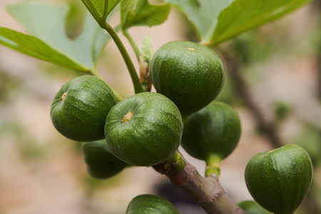 Figs fruit on the branch of a fig tree with green leaves, close-up