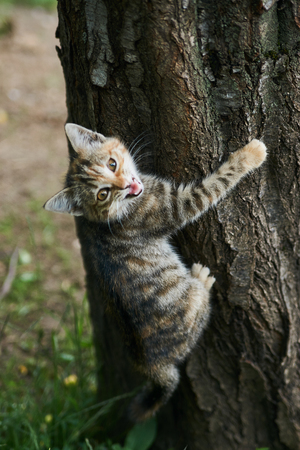 Little playing kitten, outdoors. Playful gray kittenの写真素材