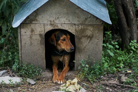 Pointer dog looking out from dog house, outdoorsの写真素材