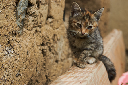 Little playing kitten, outdoors. Playful gray kittenの写真素材