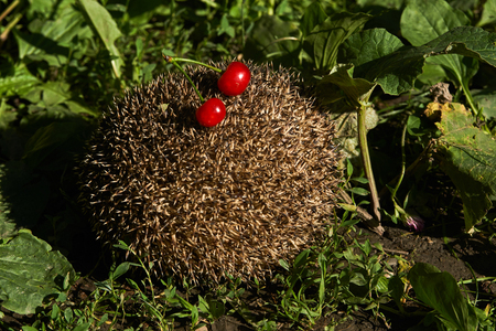 Hedgehog with berries in forest under fruit tree, outdoorsの写真素材