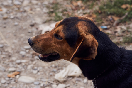Happy Pointer dog side view portait,outdoors . German Shorthaired Pointer dogの写真素材