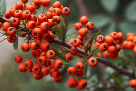 Branch of red sea buckthorn berries with leaves