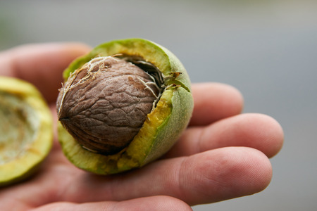 Fresh Uncleaned green walnuts in the hands of a male farmer, close-up
