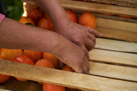The farmers hands stacks fresh persimmon fruit in wooden box with persimmons, close-up. Agriculture and harvesting concept, outdoorsの写真素材