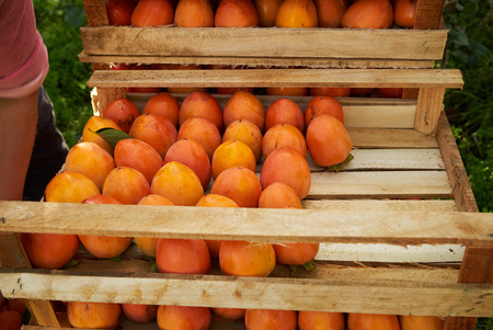 The farmers hands stacks fresh persimmon fruit in wooden box with persimmons, close-up. Agriculture and harvesting concept, outdoorsの写真素材
