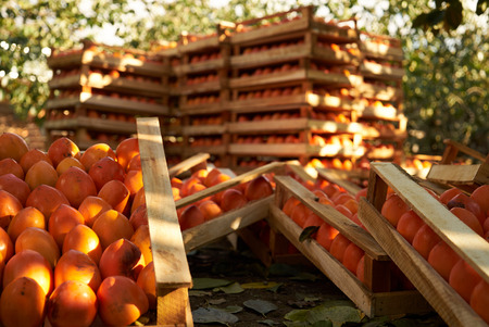 Agriculture and harvesting concept with fresh persimmon fruits in wooden boxes, farm garden with persimmon treesの写真素材