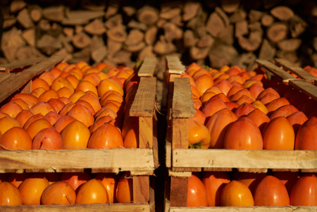 Agriculture and harvesting concept with fresh persimmon fruits in wooden boxes, farm garden with persimmon treesの写真素材