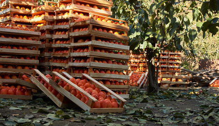 Agriculture and harvesting concept with fresh persimmon fruits in wooden boxes, farm garden with persimmon treesの写真素材