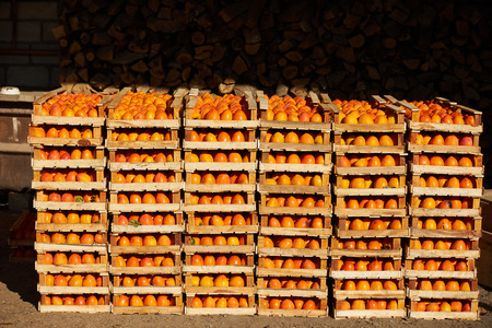Agriculture and harvesting concept with fresh persimmon fruits in wooden boxes, farm garden with persimmon treesの写真素材