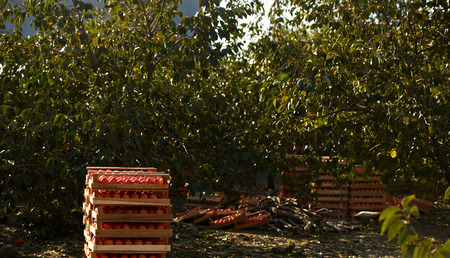 Agriculture and harvesting concept with fresh persimmon fruits in wooden boxes, farm garden with persimmon treesの写真素材