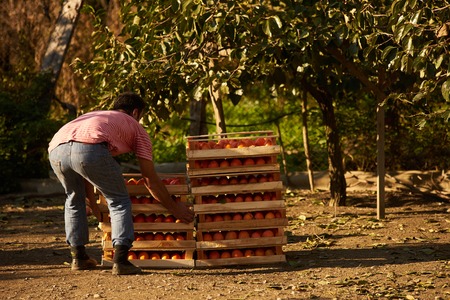 Farmer with freshly harvested persimmon fruits in wooden box. Agriculture and gardening conceptの写真素材