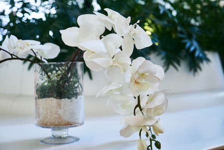 Decorative white sakura flower in a glass vase, close-up. Flowering branch with green exotic plant leaves on background with copy space.の写真素材