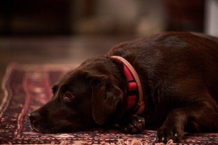 Chocolate Labrador dog portrait, indoors. Young brown Labrador retriever dog lying on the floor...