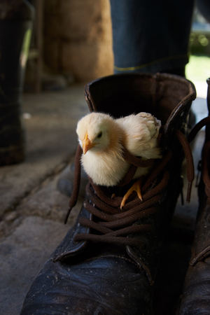 Little yellow chick in sitting in brown boot. Cute chicken broiler hid in the boot, close-upの写真素材