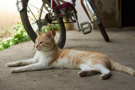Cute ginger cat lying outdoors, close-up, top view.の写真素材