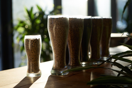 Beer glasses filled with different malts and hops, close-up. Brewery interior and equipment. Oktoberfest beer glasses with wheat and hopsの写真素材