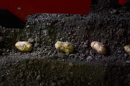 Planting potatoes in soil, close-up. Potato tubers and cultivator machine in furrows on a potato field. Agriculture , farmingの写真素材
