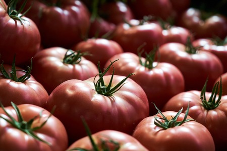 Fresh red tomatoes background, close-up. farming and agricultureの写真素材