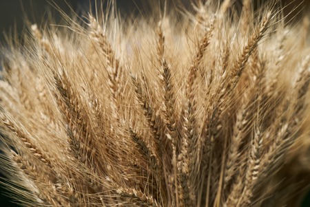 Ear of Wheat bundle, close-up. Ear of barley background, agriculture conceptの写真素材
