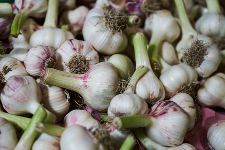 Fresh garlic texture background, close-up. Pile of white garlic heads. farming and agricultureの写真素材