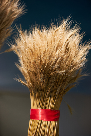 Ear of Wheat bundle, close-up. Ear of barley background, agriculture conceptの写真素材