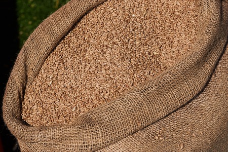 Oat grains in burlap sack, close-up. Barley beans bag. Malt or wheat Grains. Food and agriculture conceptの写真素材