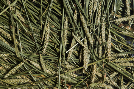 Fresh green ears of wheat sprouts texture background, close-up, top view. Mowed spike of barley. Agriculture and farming conceptの写真素材