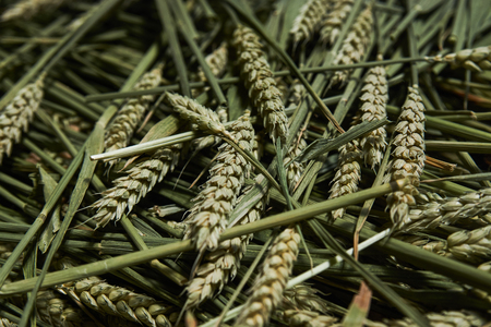Fresh green ears of wheat sprouts texture background, close-up, top view. Mowed spike of barley. Agriculture and farming conceptの写真素材