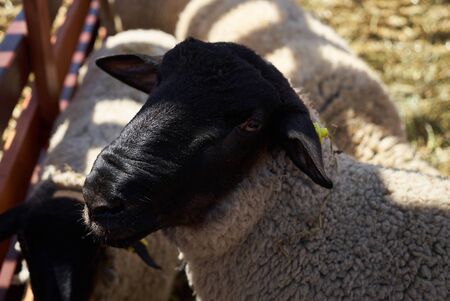 Sheeps in a farm wooden shed, close-up. Agriculture industry, farming and animal husbandry conceptの写真素材