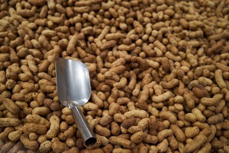 Peanuts in shell texture background. Raw peanuts, top view. Unpeeled Peanut backgroundの写真素材