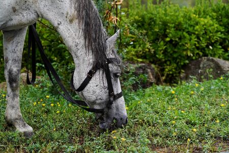 White horse with saddle standing under the rain on field. White stallion close-upの写真素材