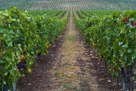 Vineyard with ripe grapes. Beautiful grape yard with bunch of grapes. Winery, winemaking conceptの写真素材