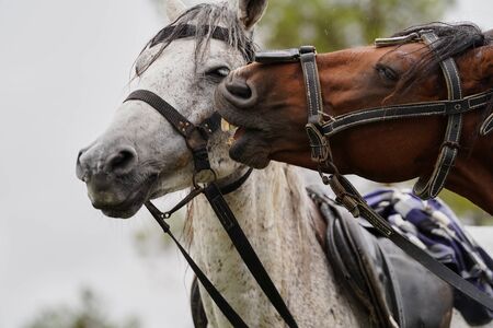 Couple of horse portrait on green field, close-up. Two horses embracing in friendshipの写真素材