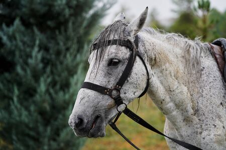 White horse with saddle standing under the rain on field. White stallion close-upの写真素材