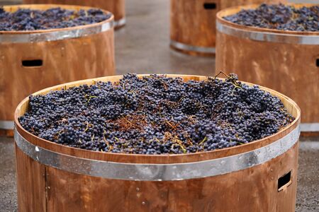 Grapes in a wooden basin. Wood bowls with blue vine grapes for making wine. Winery, winemaking theme