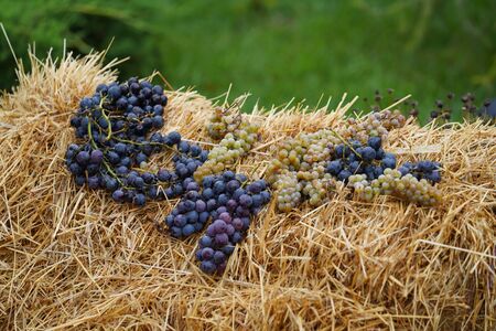Grape harvest theme, close-up. Winery, wine making conceptの写真素材