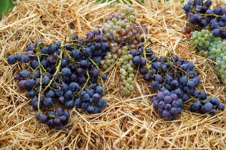 Grape harvest theme, close-up. Winery, wine making conceptの写真素材