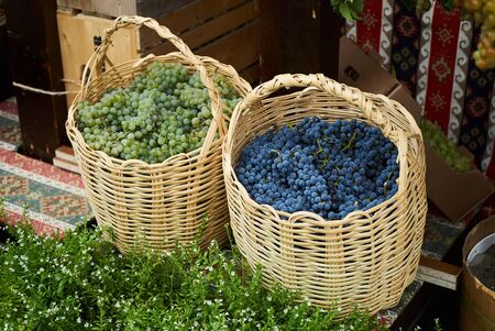 Grape harvest theme, close-up. Winery, wine making conceptの写真素材