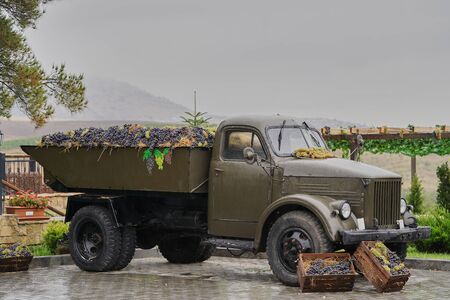 Pickup Truck with grapes on vine yard field. Winery, wine making conceptの写真素材