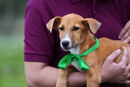 Man hands holding a young dog as gift present. Man with small puppy.の写真素材